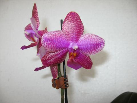 мои орхидеи 029.JPG