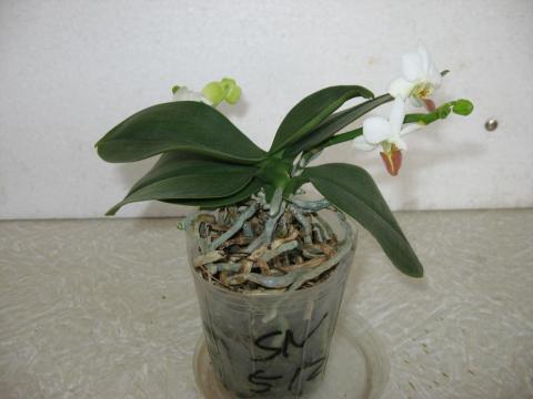 мои орхидеи 039.JPG