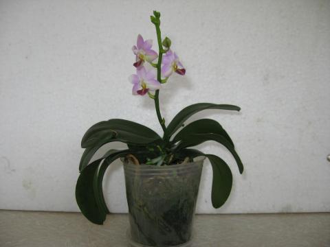 мои орхидеи 024.JPG