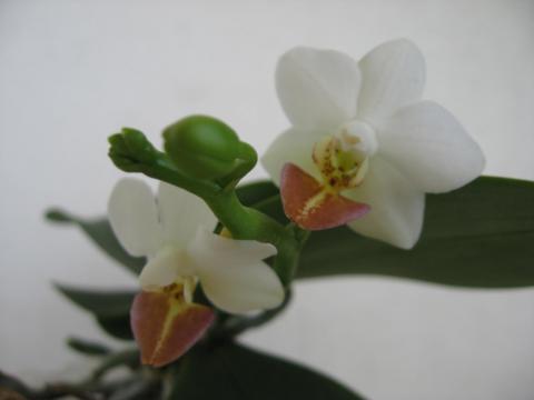 мои орхидеи 038.JPG