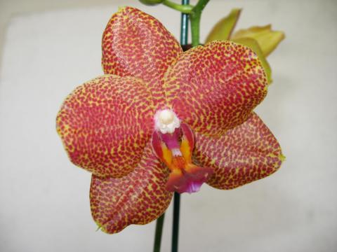 мои орхидеи 023.JPG