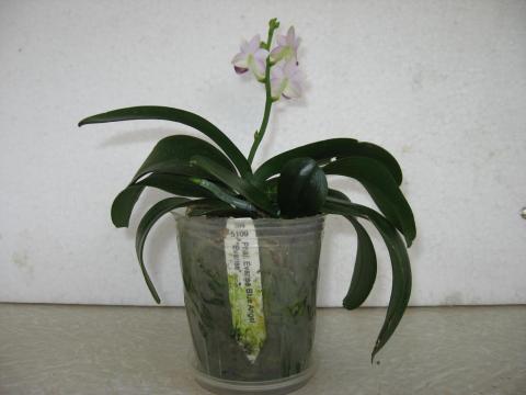 мои орхидеи 025.JPG