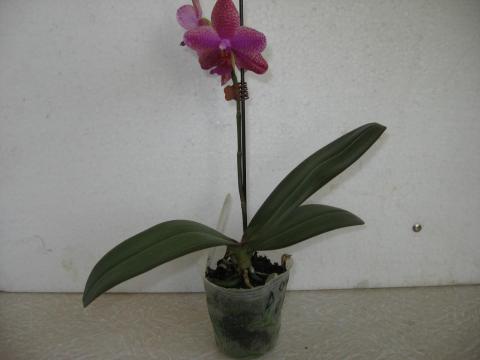 мои орхидеи 030.JPG