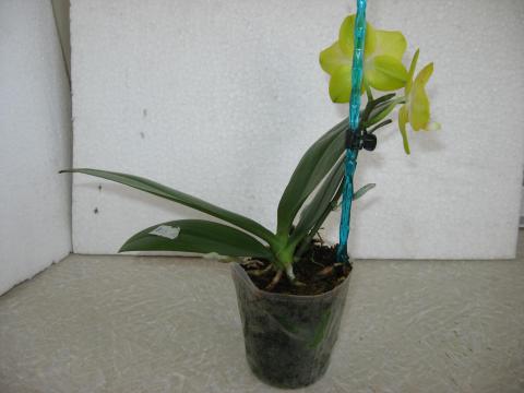 мои орхидеи 017.JPG