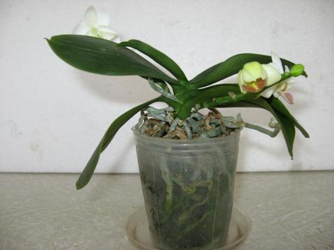 мои орхидеи 035.JPG