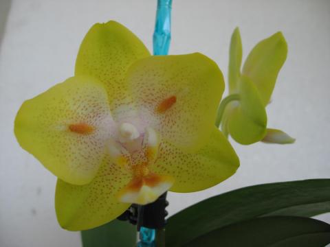 мои орхидеи 019.JPG