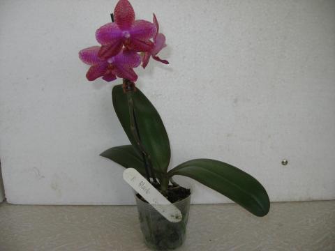 мои орхидеи 027.JPG