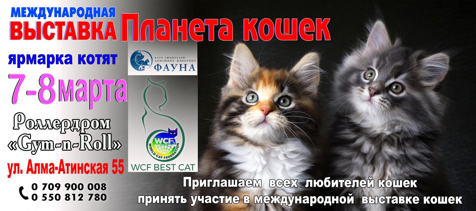 Выставка кошек сызрань