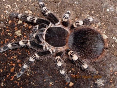 Acanthoscurria-geniculata-02.jpg