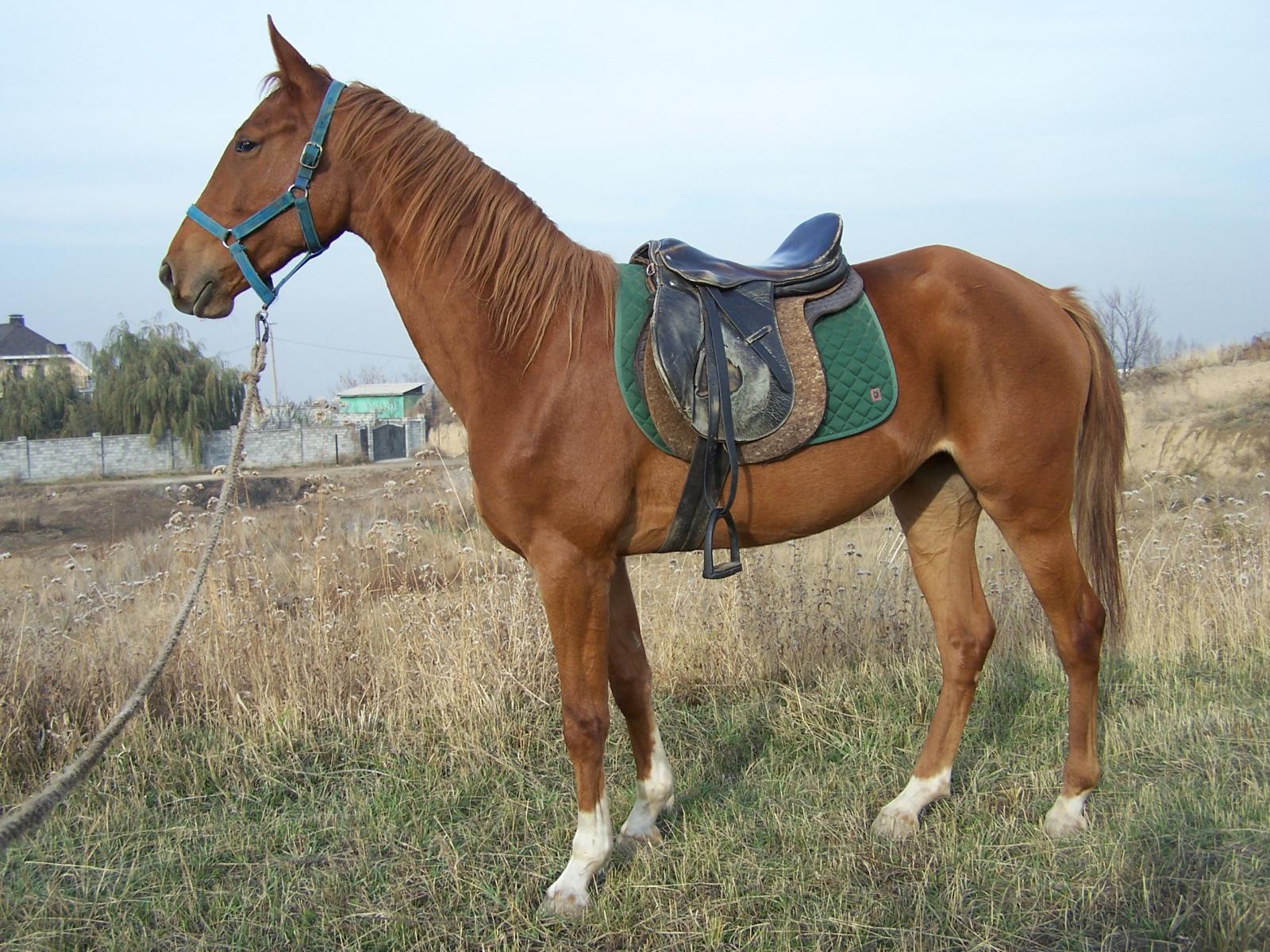 Будёновская лошадь под седлом