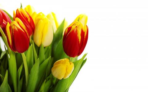 tulips_017.jpg