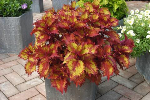 Coleus-Henna-Red.jpeg