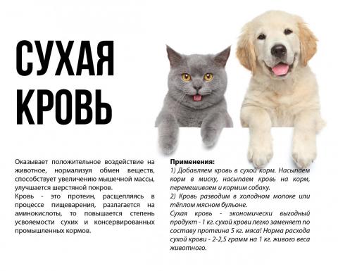 Altay_pets-01.jpg