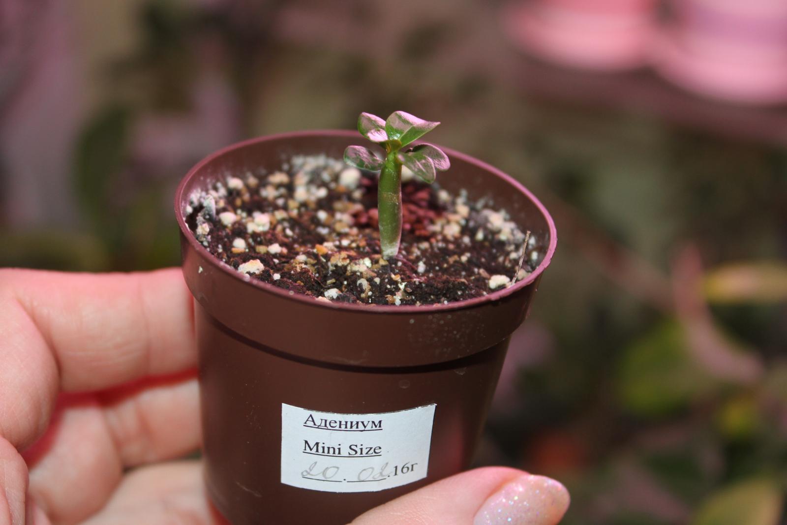 Adenium Obesum Desert Rose Mini Size