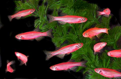 o-GLOFISH-facebook.jpg