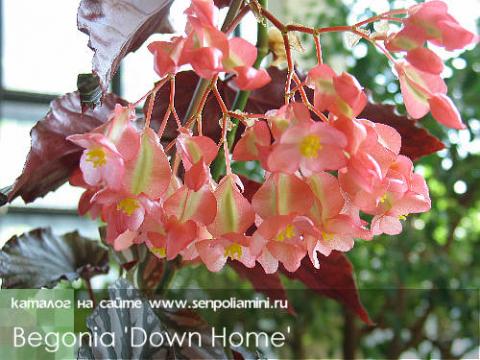 Begonia_DownHome.jpg