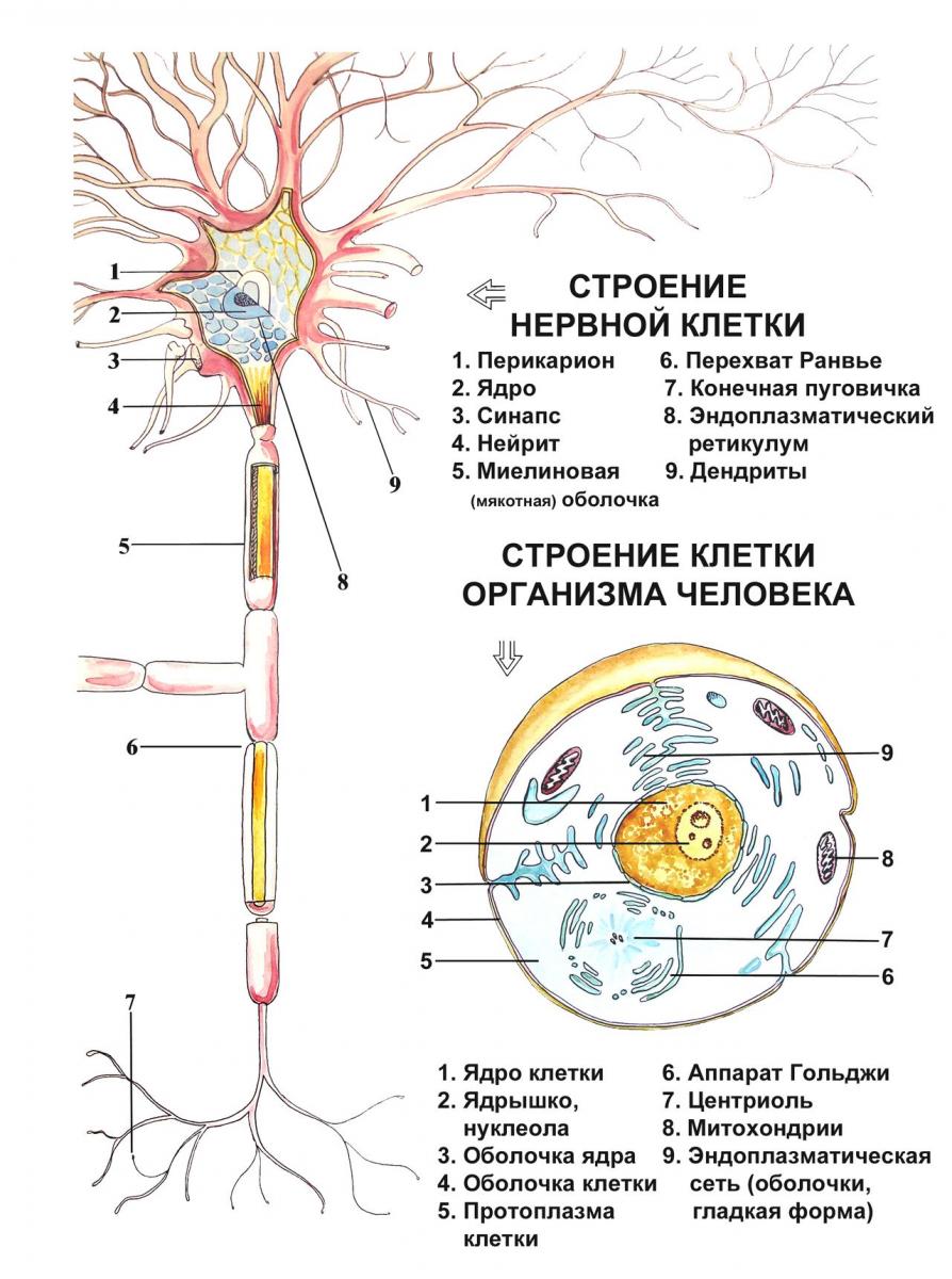 Основа нервной клетки. Строение нервной клетки нейрона. Нервная система строение нейрона. Строение клетки нерва. Строение отростков нейрона.