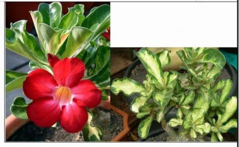 variegated leaves with red flower x.jpg