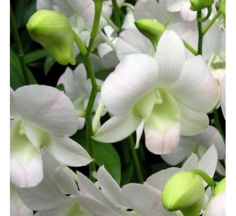 Plantsguru-orchid-dendrobium-white-500x4571.jpg