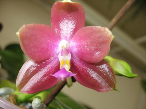 мои орхидеи 028.JPG