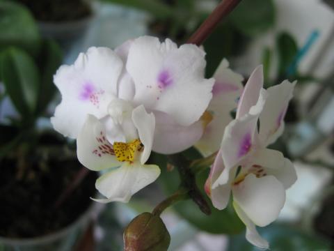 мои орхидеи 014.JPG