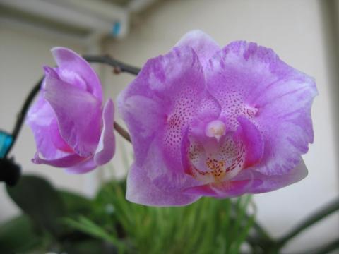 мои орхидеи 031.JPG