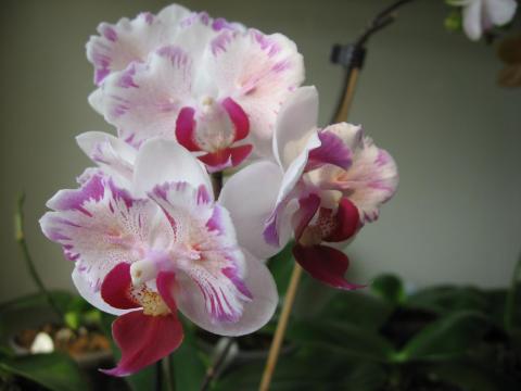 мои орхидеи 041.JPG