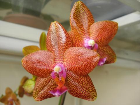 мои орхидеи 033.JPG