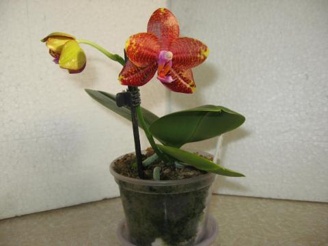 мои орхидеи 010.JPG