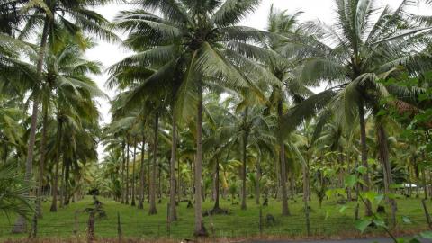 кокосовая плантация.jpg
