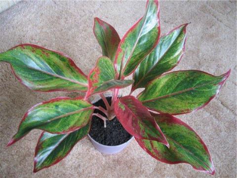 Aglaonema29.jpg