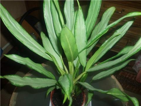 Aglaonema White Lance.jpg