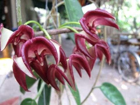 Hoya-onychoides-flower-1.jpg