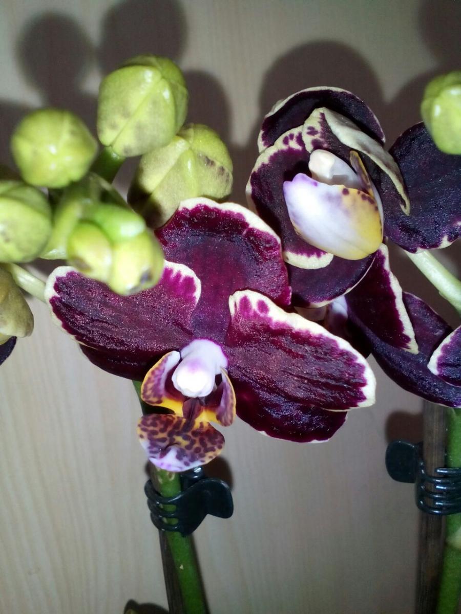 Орхидея Блэк вельвет