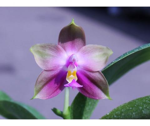 Phalaenopsis-yaphon-red-jewel-x-lds-bear-queen-500x420.jpg