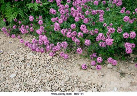 phuopsis-stylosa-flowers-spilling-over-a-garden-path-b55164.jpg