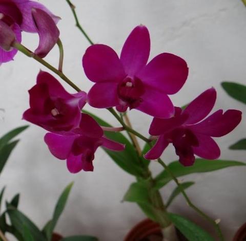 Dendrobium-phalaenopsis.jpg