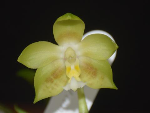 Phal Yins Green Jewel Yaphon 22-04-2017-2 при получении.jpg