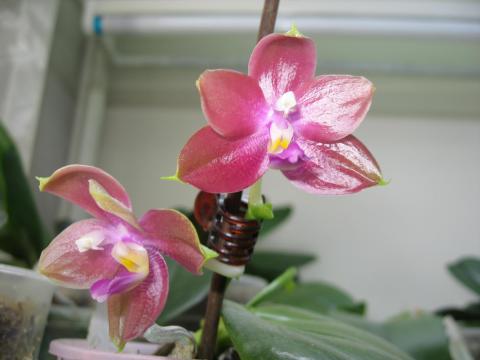 мои орхидеи 022.JPG