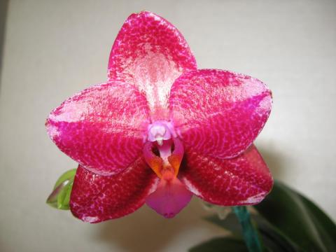 мои орхидеи 002.JPG