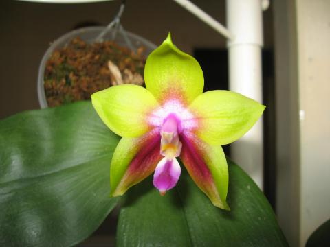 мои орхидеи 016.JPG
