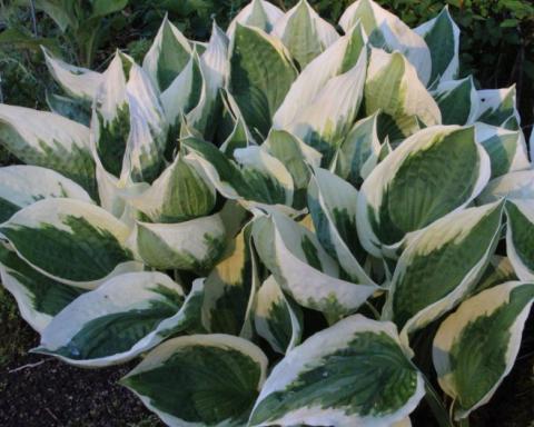 hosta-Patriot-1-782x625.jpg