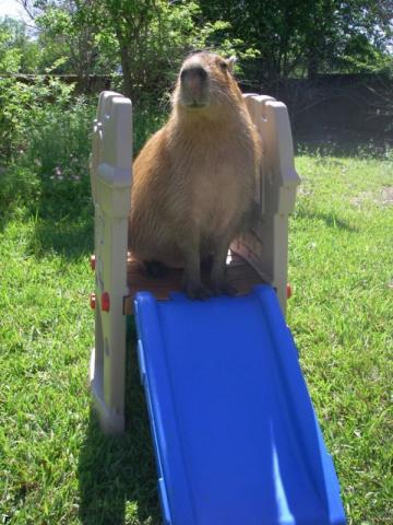 capybara_29.jpg