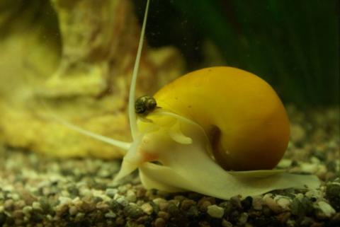 aquarium_snails_45.jpg