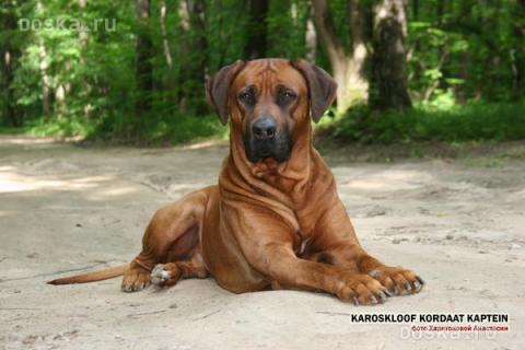 animals-dogs-rhodesian-ridgeback-2.800.jpg