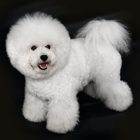 bichon.jpg