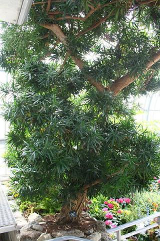 Podocarpus_macrophyllus.jpg