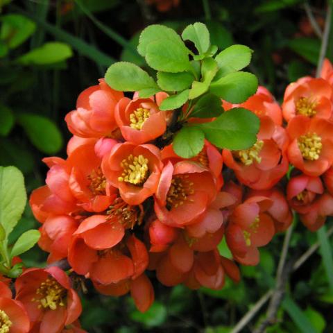 Aywa-japonica-5.jpg