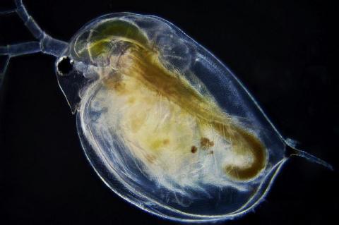 daphnia-magna.jpg