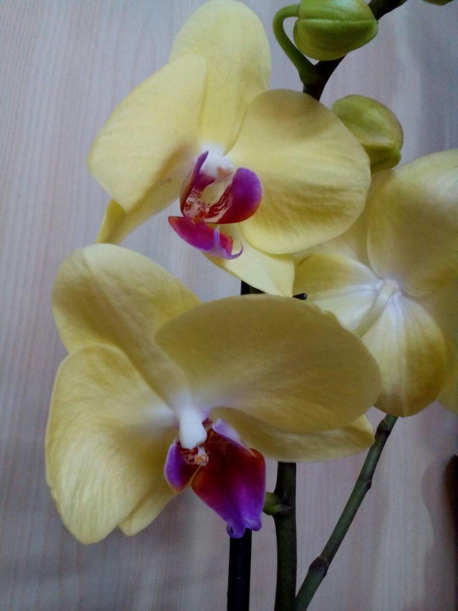 Орхидея Желтая С Розовой Серединкой